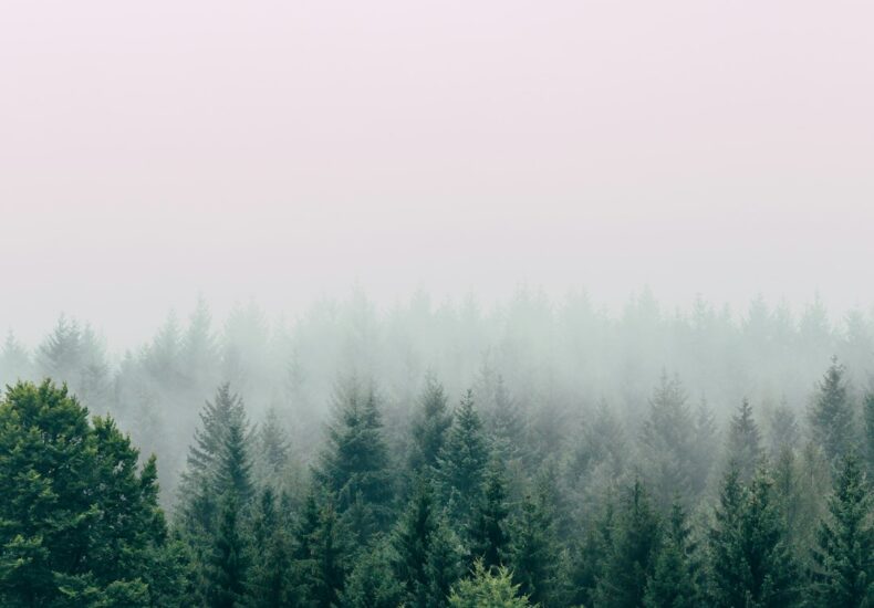 aerial photography of forest