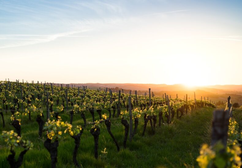 green grass field during golden hour
