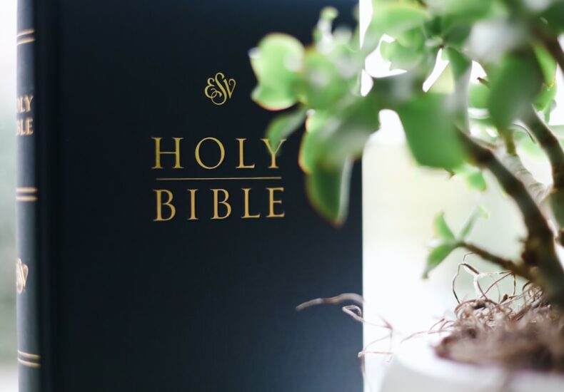 a book sitting on top of a table next to a potted plant