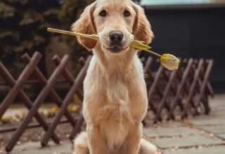 yellow Labrador retriever biting yellow tulip flower