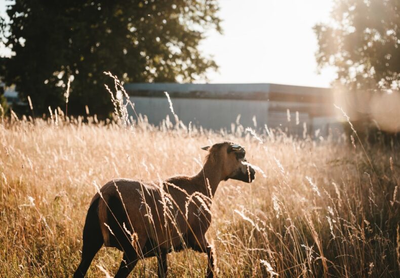 brown goat on brown field