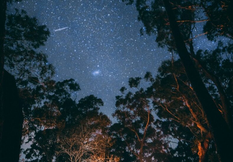 person sitting near bonfire surrounded by trees