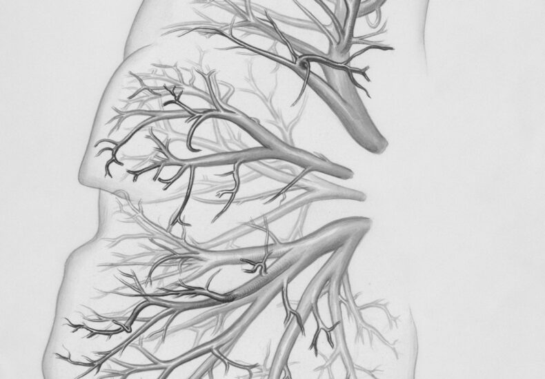 a drawing of a lung with trees on it