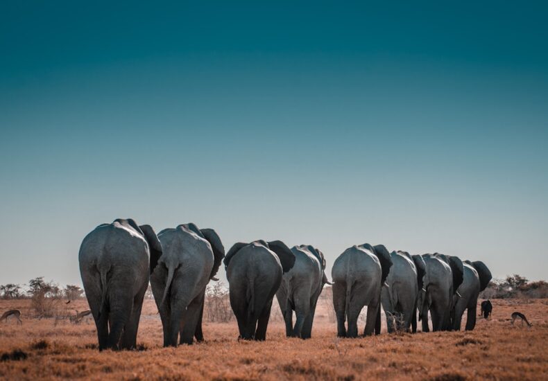 gray and black elephants at daytime