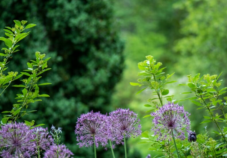 purple petaled flowers
