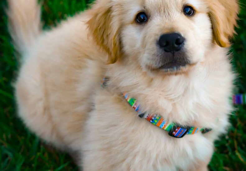 light golden retriever puppy on green grass field during daytime