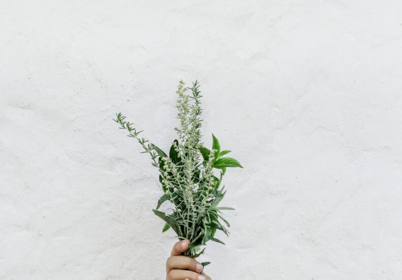 person holding green plants