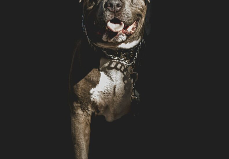 a brown and white dog standing on top of a brick floor