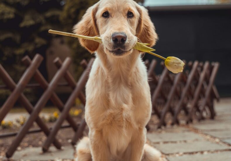 yellow Labrador retriever biting yellow tulip flower