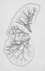 a drawing of a lung with trees on it