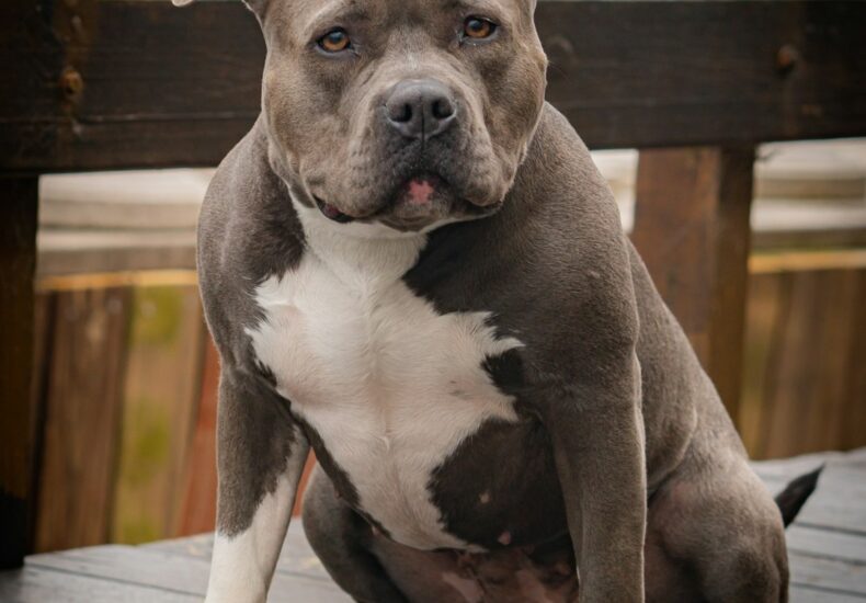 a brown and white dog sitting on top of a wooden deck