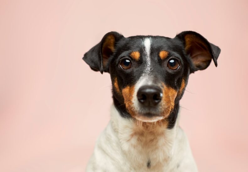 black and white short coated dog