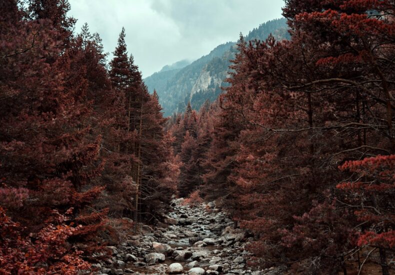 brown trees on rocky ground under white cloudy sky during daytime