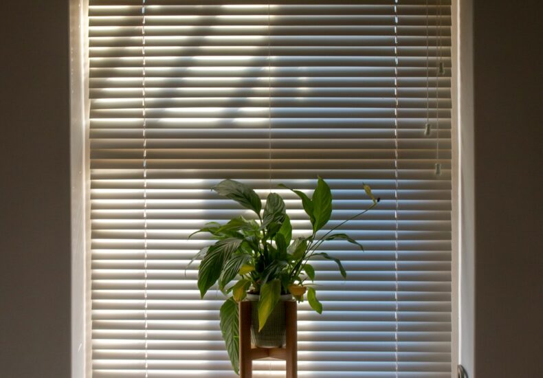 green plant in pot beside window blinds